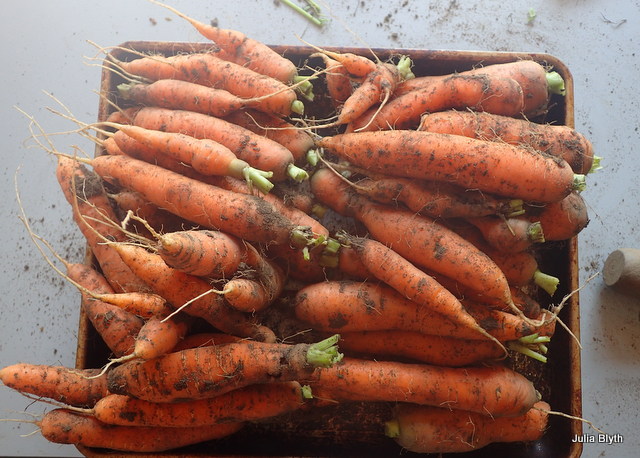 carrots (Napoli and Yaya)